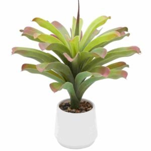 POHON ORNITHOGALUM 50CM