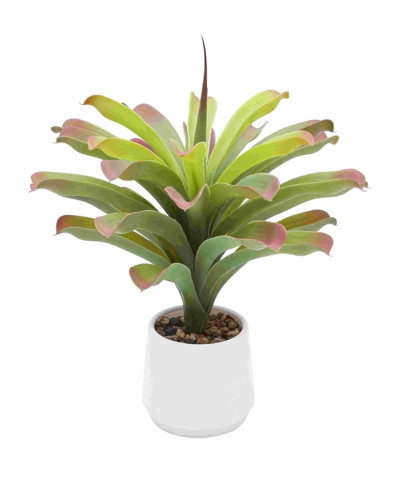 POHON ORNITHOGALUM 50CM