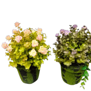 BUNGA + POT BUSA RUMPUT T25CM